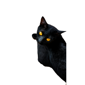 A Sleek Black Cat With Striking Yellow Eyes Lounging On A Wooden Floor. 13074 - Cat PNG image with transparent background